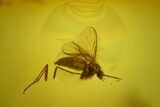 Three Detailed Fossil Flies (Diptera) In Baltic Amber #150746-1